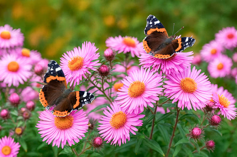 Best Pollinator Plants for Gardens in Hardiness Zone 7