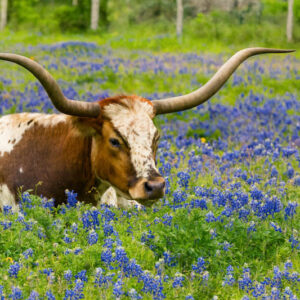 Texas Longhorn in field of Texas bluebonnets
