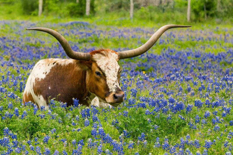 Texas Longhorn in field of Texas bluebonnets
