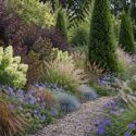 Thuja occidentalis Degroot's Spire, Cotinus coggygria 'Royal Purple', Carex comans 'Bronze-Leaved', Festuca glauca 'Blaufuchs', Geranium 'Rozanne', Hydrangea paniculata 'Limelight', Pennisetum orientale