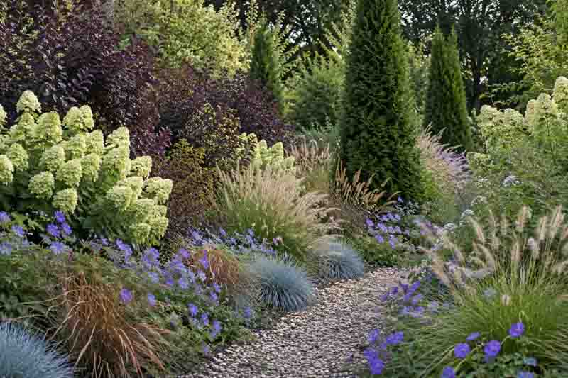 Thuja occidentalis Degroot's Spire, Cotinus coggygria 'Royal Purple', Carex comans 'Bronze-Leaved', Festuca glauca 'Blaufuchs', Geranium 'Rozanne', Hydrangea paniculata 'Limelight', Pennisetum orientale