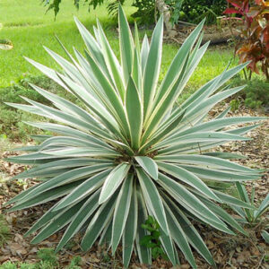 Yucca gloriosa, Moundlily Yucca, Mound Lily Yucca, Soft-tipped Yucca, Spanish Dagger, Spanish Bayonet, Sea Islands Yucca, Roman Candle, Candle Yucca, Palm Lily, Tee Lily