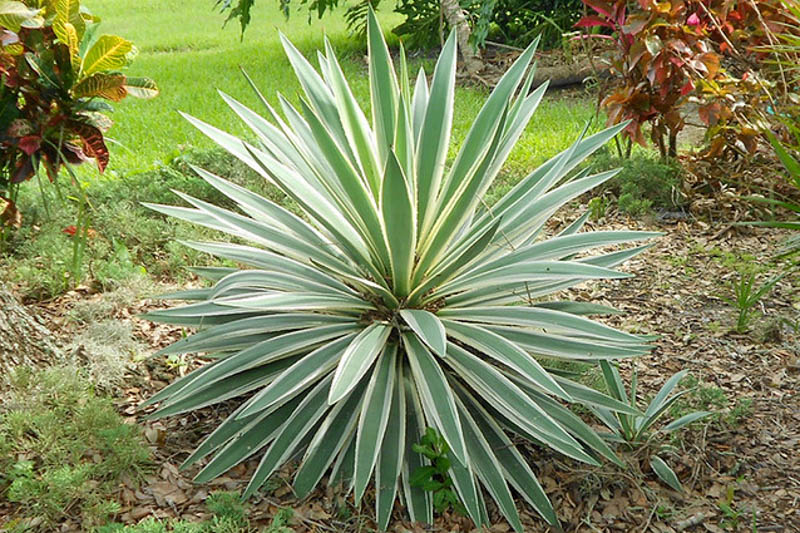 Spanish Dagger - Gardenia