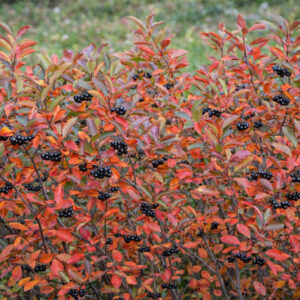 Aronia, chokeberries