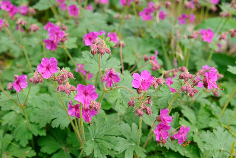 Geranium Macrorrhizum 'Czakor', Geranium 'Czakor', Cranesbill 'Czakor', Hardy Geranium 'Czakor', Rock Geranium 'Czakor', Best geraniums, Best groundcovers