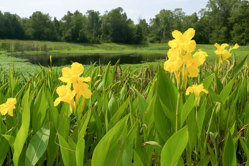 Canna flaccida, golden canna, aquatic canna