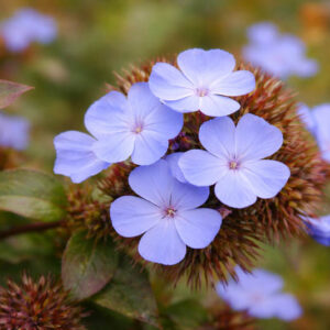 Ceratostigma plumbaginoides, Dwarf Plumbago, Blue Ceratostigma, Hardy Blue-Flowered Leadwort, Ceratostigma larpentiae, Plumbago larpentiae, Blue Flowers, Blue Groundcover