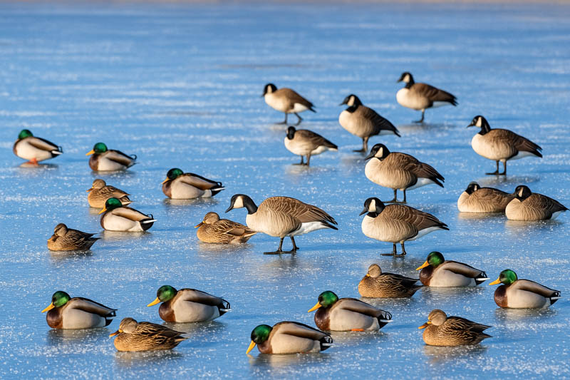 ducks and geese on a frozen lake in Iowa