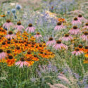 Summer garden design idea with helenium, echinops, echinacea