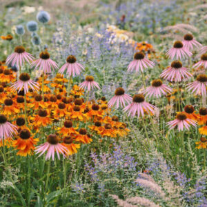 Summer garden design idea with helenium, echinops, echinacea