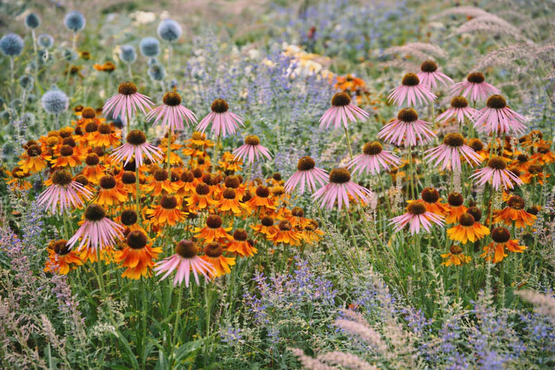 Summer garden design idea with helenium, echinops, echinacea