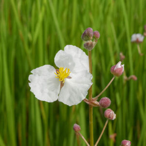 Bulltongue Arrowhead, Duck Potato, Lanceleaf Arrowhead, Lance-leaved Arrowhead, Bulltongue, Bulltongue Arrowhead, Lanceleaf Sagittaria, Sagittaria lancifolia