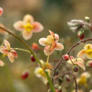 Barrenwort, bishop's hat, fairy wings, horny goat weed, Epimedium × versicolor ‘Sulphureum’