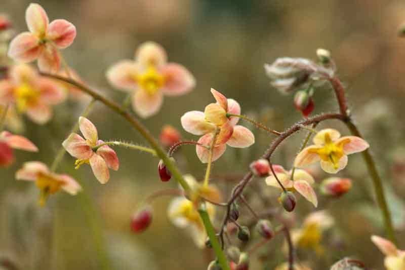 Barrenwort, bishop's hat, fairy wings, horny goat weed, Epimedium × versicolor ‘Sulphureum’