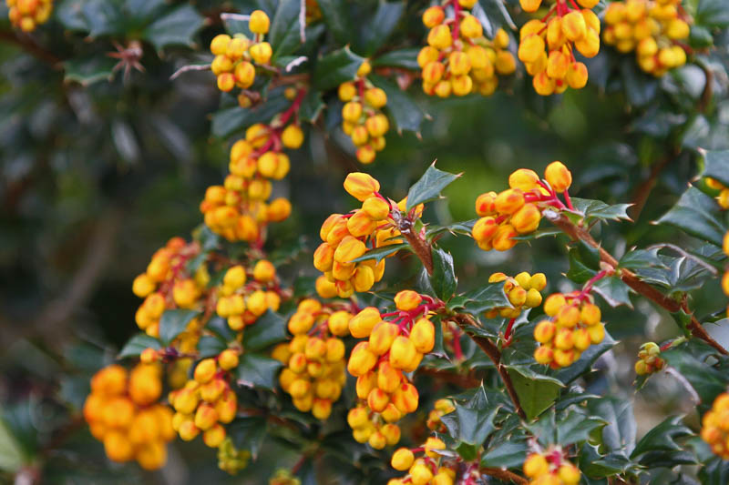Darwin’s Barberry, Darwin Barberry, Darwin’s Berberis, Barberry