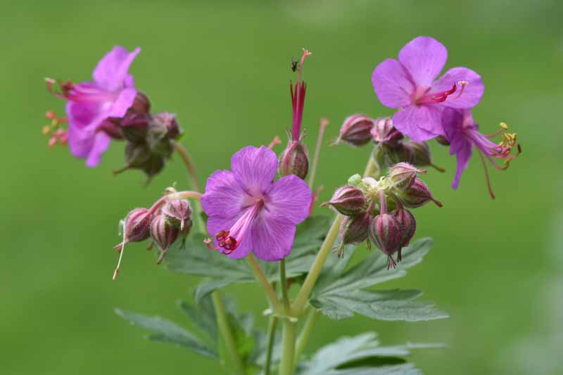 Bigroot Geranium, Bulgarian Geranium, Rock Crane’s-bill, Rock Cranesbill, Big-rooted Geranium, Hardy Geranium, Cranesbill, Geranium macrorrhizum