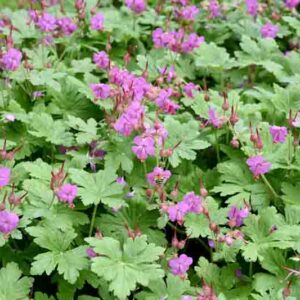 Bigroot Geranium, Bulgarian Geranium, Rock Crane’s-bill, Rock Cranesbill, Big-rooted Geranium, Hardy Geranium, Cranesbill, Geranium macrorrhizum