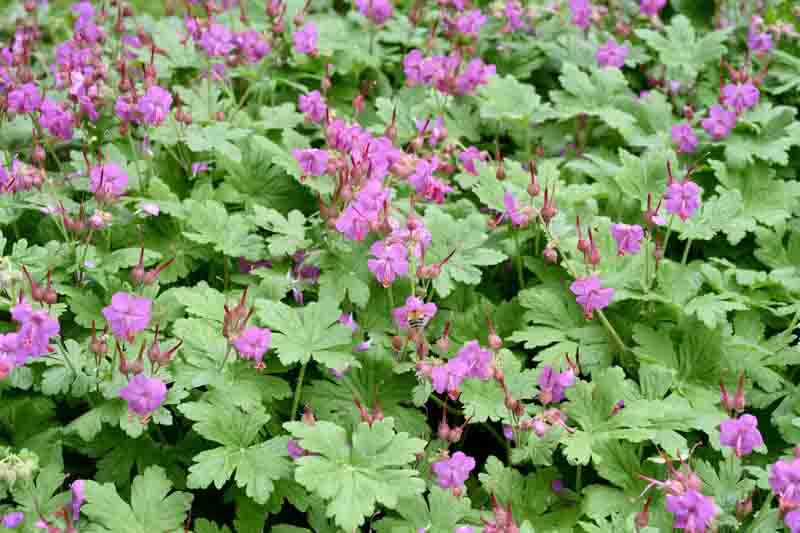 Bigroot Geranium, Bulgarian Geranium, Rock Crane’s-bill, Rock Cranesbill, Big-rooted Geranium, Hardy Geranium, Cranesbill, Geranium macrorrhizum