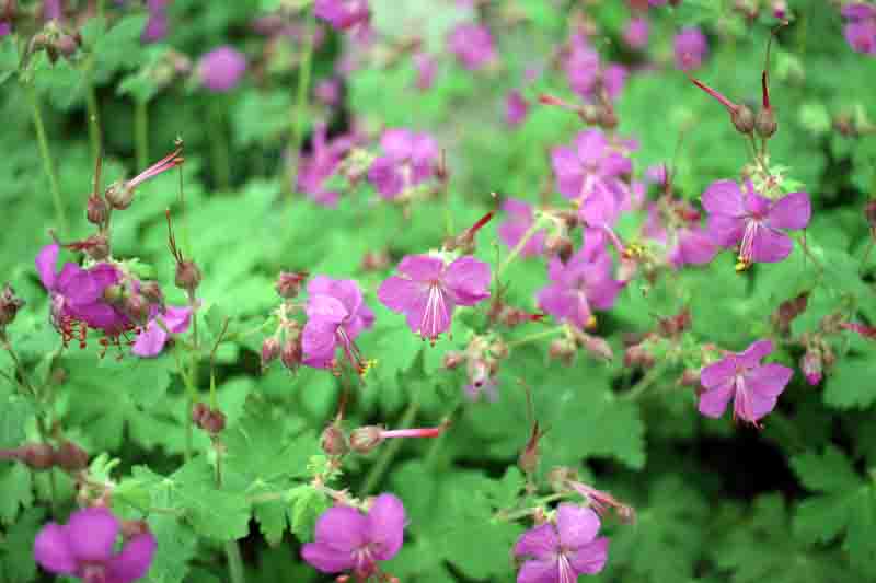 Bigroot Geranium, Bulgarian Geranium, Rock Crane’s-bill, Rock Cranesbill, Big-rooted Geranium, Hardy Geranium, Cranesbill, Geranium macrorrhizum