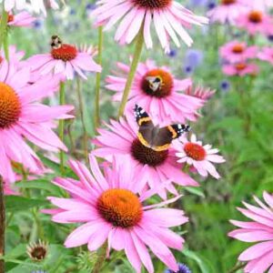 Red admiral butterfly resting on Echinacea 'Pink Parasol' and Echinacea pallida 'pale purple' in flower