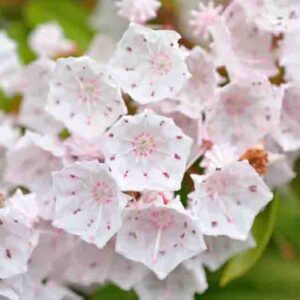 Kalmia latifolia, Shade Shrub, Mountain laurel flowers
