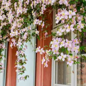 Rose flowering Clematis Montana blossoms background. Clematis flowers near house wall above window. Many clematis flower with yellow finger stamens in spring.