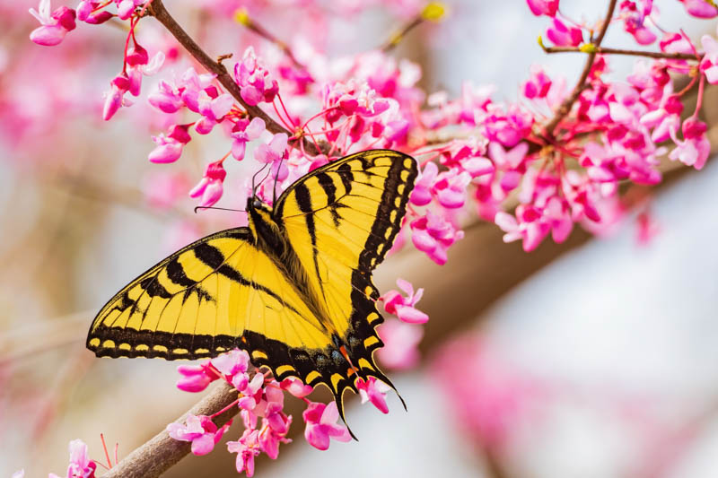 Sunny view of the Eastern tiger swallowtail eating the eastern redbud at Oklahoma