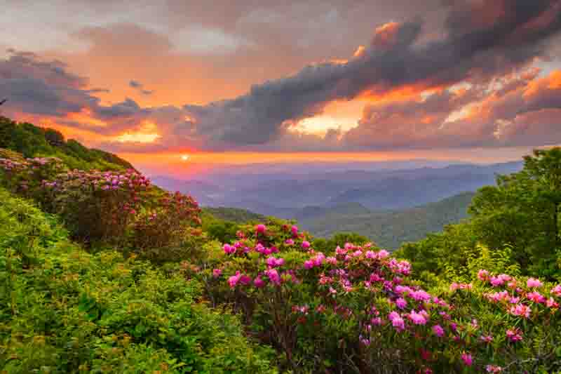 The Great Craggy Mountains along the Blue Ridge Parkway in North Carolina, USA with Catawba Rhododendron during a spring season sunset.