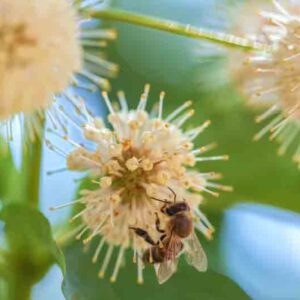 Buttonbush, Cephalanthus occidentalis,