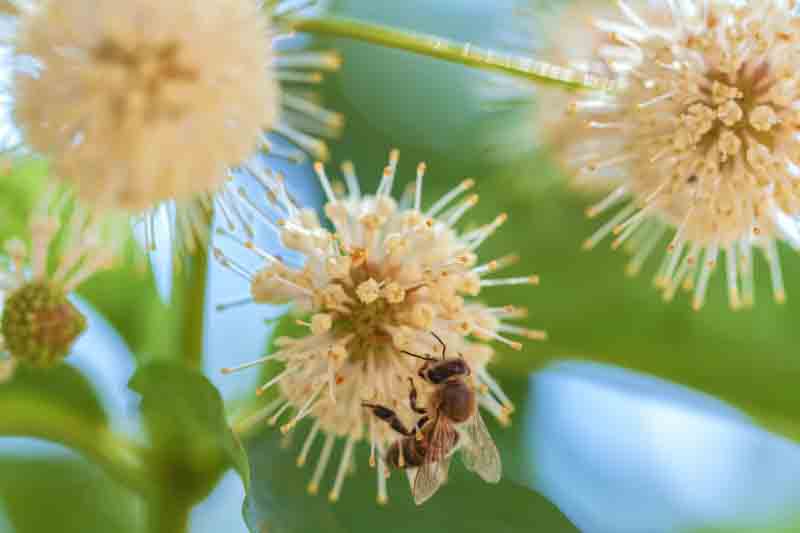 Buttonbush, Cephalanthus occidentalis,
