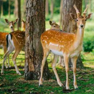 Deer in a garden