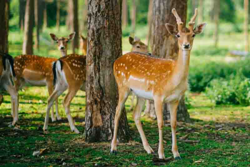 Deer in a garden