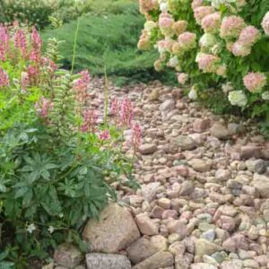 Hydrangea paniculata and conifer. Beautiful Garden path made of natural stones, gravel. Huge landscaping trend. Lawn, shrubbery in the backyard. Scenic of nice landscaped. Walkway. Green home design