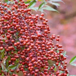 Red berry of heavenly bamboo in early winter, nandina domestica.