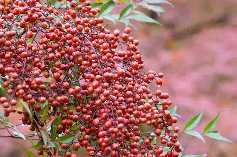 Red berry of heavenly bamboo in early winter, nandina domestica.
