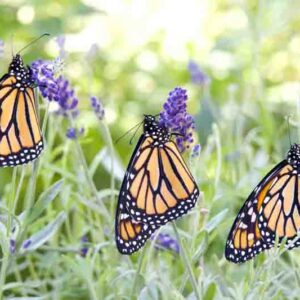 Three Monarch butterflies hanging from purple lavender flowers in a row, wings closed. Close up side profile view.
