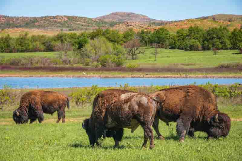 The Bison Bellows at Wichita Mountains National Wildlife Refuge, Wildlife refuge in Oklahoma