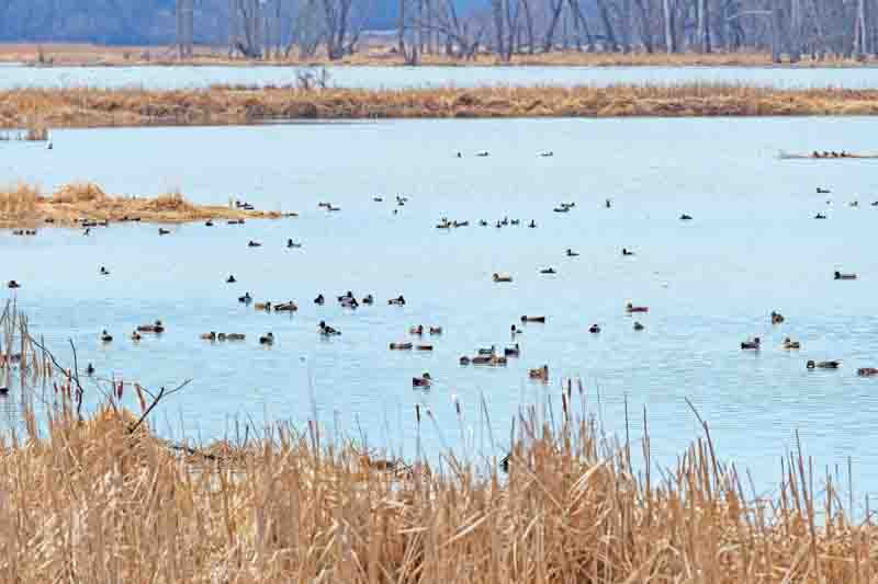 Migrating Waterfowl Along the Mississippi Flyway