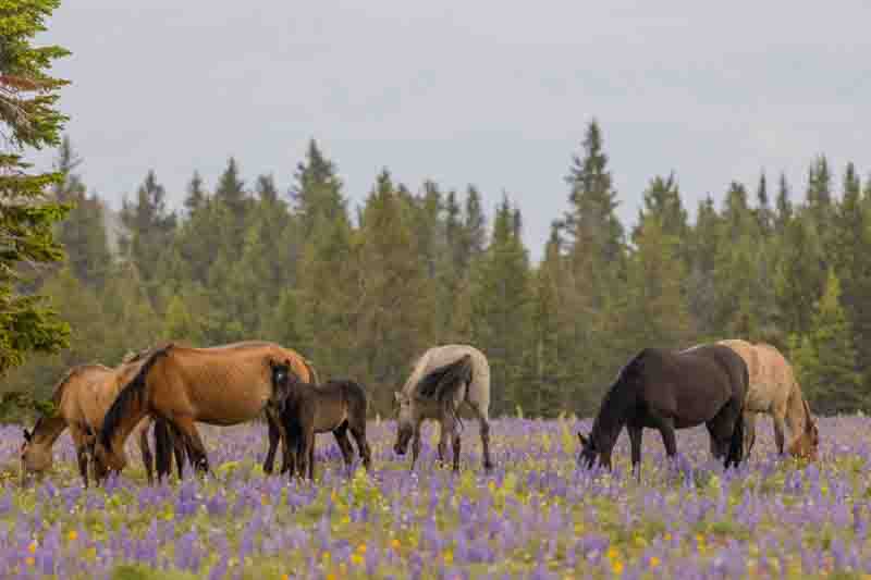Wild Horses in the Pryor Mountains Montana in summer