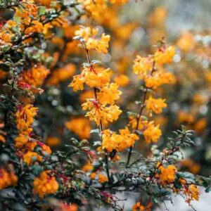 Darwin’s Barberry, Darwin Barberry, Darwin’s Berberis, Barberry