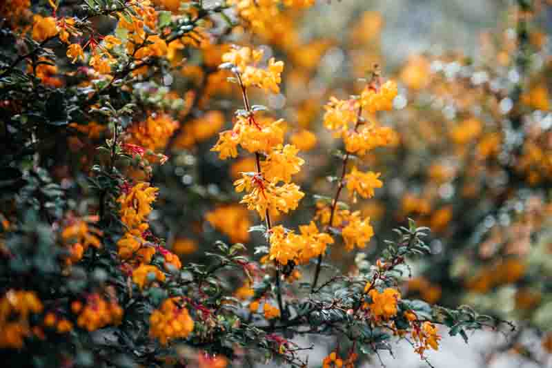 Berberis darwinii shrub