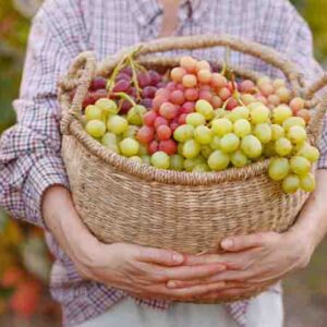 A farmer with a straw hat harvesting ripe grapes in a sunny vineyard, surrounded by grapevines and fruits