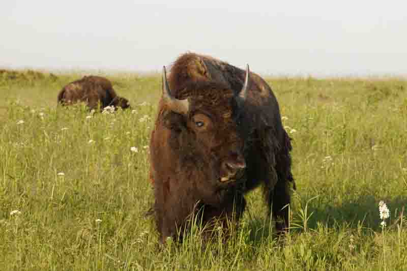 An American bison grazing on the grasslands in Prairie State Park. Mindenmines, Missouri.