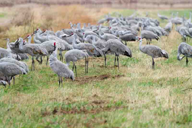 A sedge of Sandhill Cranes foraging in a field in Northwest Indiana during fall migration (Antigone Canadensis)