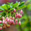 ENKIANTHUS blossoms in Japanese garden