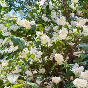 Slender Deutzia, Japanese Snow Flower, Slender Bruisia, Dwarf Deutzia
