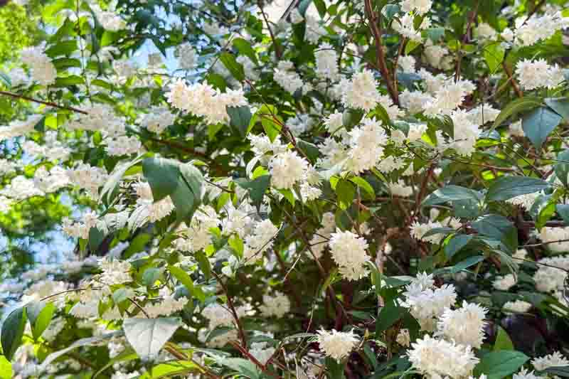 Deutzia gracilis, Slender deutzia