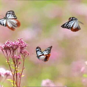 Chestnut Tiger butterfly flying in the thoroughwort flower garden. Eutrochium purpureum