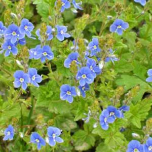 In the spring, germander speedwell (Veronica chamaedrys) blooms in the wild
