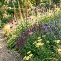 Digitalis parviflora, Echinacea pallida, Salvia 'Caradonna', Summer border along a gravel path planted with Eryngium zabelii 'Big Blue', Verbena bonariensis and ornamental grasses.